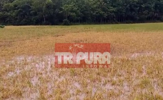 Pre-monsoon causes massive crop damages in Tripura : Farmers seek Govtâ€™s help